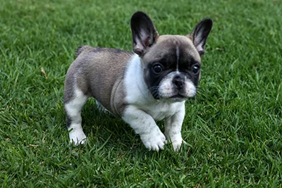 Lezylrie French Bulldogs | South Africa | Puppies