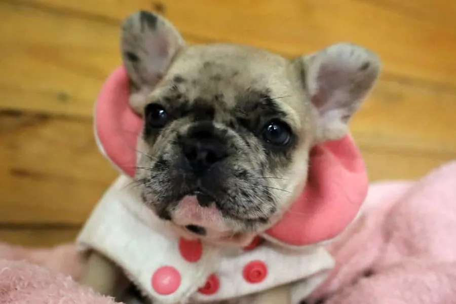 Cookie_e-2 Cookie_e-2