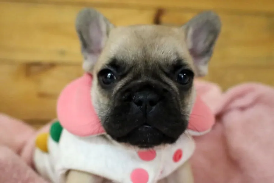 Cupcake_e-2 Cupcake_e-2