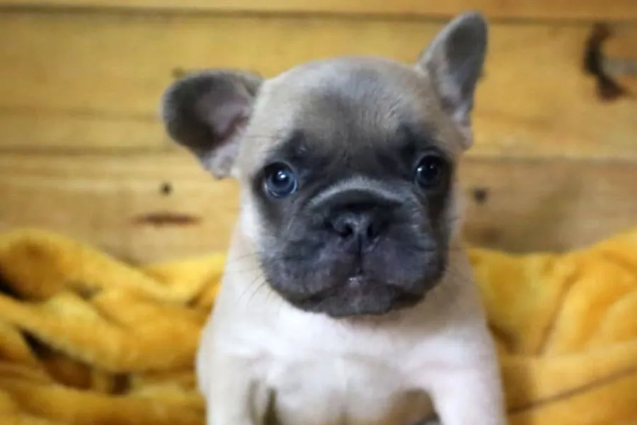 Gelato_e-2 Gelato_e-2