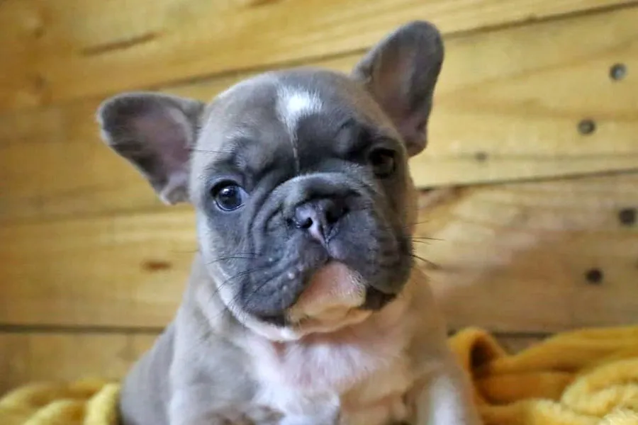 Muffin_e-2 Muffin_e-2